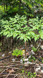 丛林中的魔芋植株