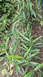 田间生姜植株生长景象