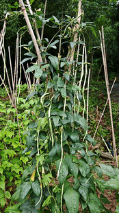 田间生长的繁茂绿色植物