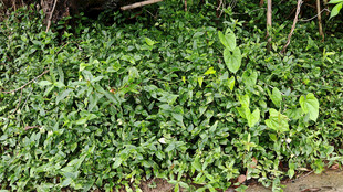 繁茂绿植景观