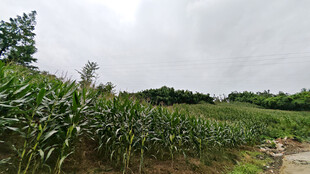 乡村玉米田风景