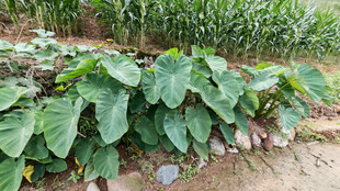 农田里的大叶片绿色植物