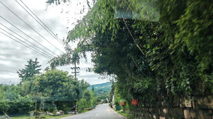 山间绿荫小道
