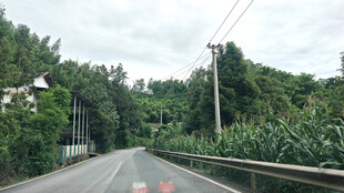 乡村公路旁的葱郁树林