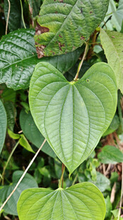 心形绿叶植物特写