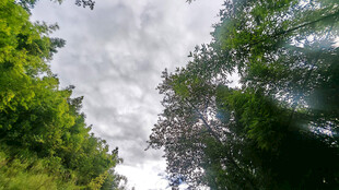 仰拍林间天空