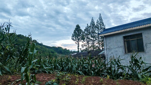 乡村小屋旁的农田景致