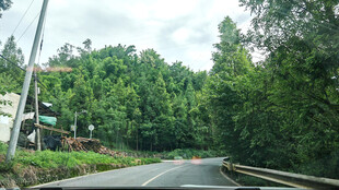 蜿蜒公路穿行于葱郁树林