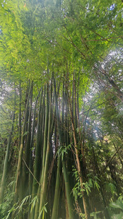 茂密竹林