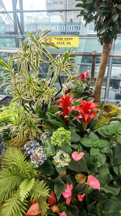 室内多彩植物景观