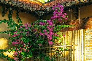 庭院繁花绽放