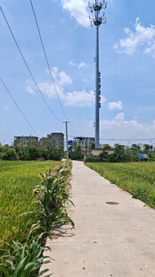 乡间小路旁的葱郁田野