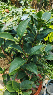 山茶盆栽植物