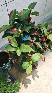 山茶花盆栽