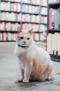 书店中的可爱猫咪