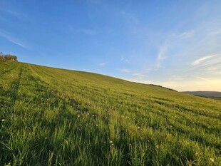 翠绿山坡上的美丽风光