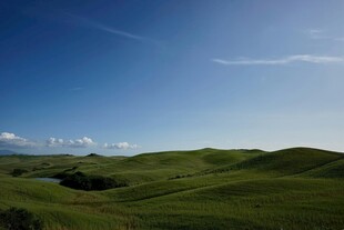 广袤绿野
