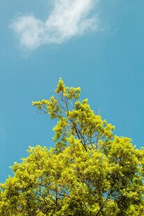 蓝天绿树