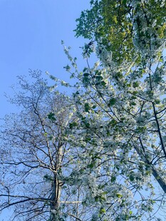 蓝天绿树间的清新景致