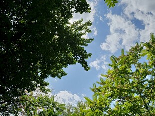 仰望蓝天绿树间的景致