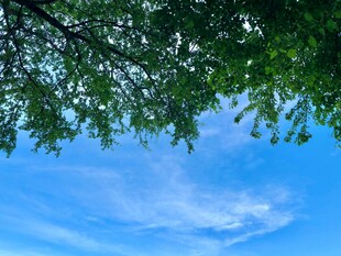 蓝天绿叶间的清新景致