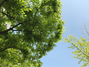 仰视葱郁绿树与蓝天