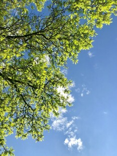 蓝天绿叶间的清新景致