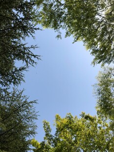 仰望绿树蓝天