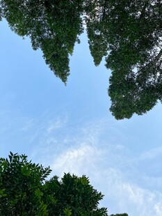 仰望蓝天绿树美景