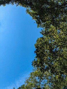 仰望蓝天绿树美景