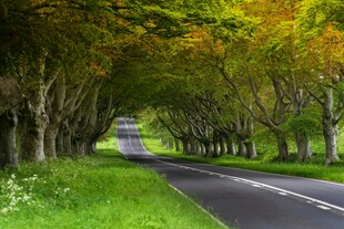秋日林荫路
