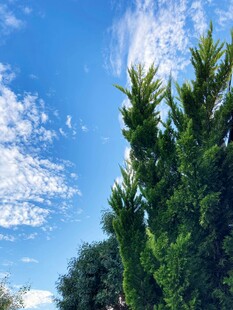 蓝天绿树美景