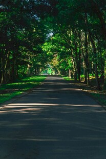 林间静谧小路
