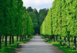 林荫大道