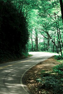 林间蜿蜒小路