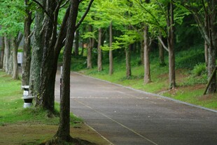 林间幽静小道