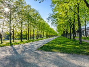 林荫大道