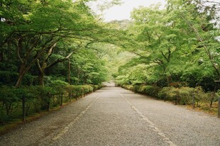 林间静谧小路