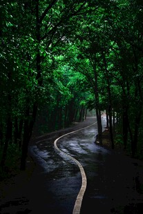 林间幽径