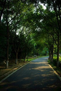 林间静谧小路