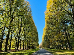 林荫大道
