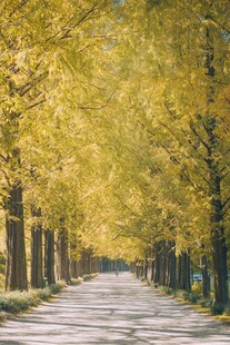 秋日银杏林荫道美景