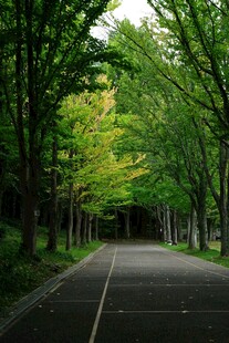 林间静谧道路