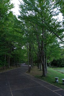 林间幽静小路