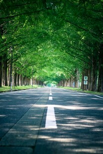 林荫大道