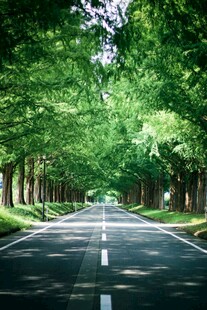 林荫大道