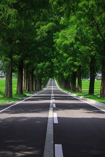 林荫大道