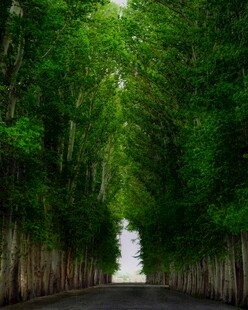 林荫大道