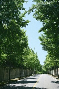 林荫大道