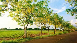 乡间林荫道